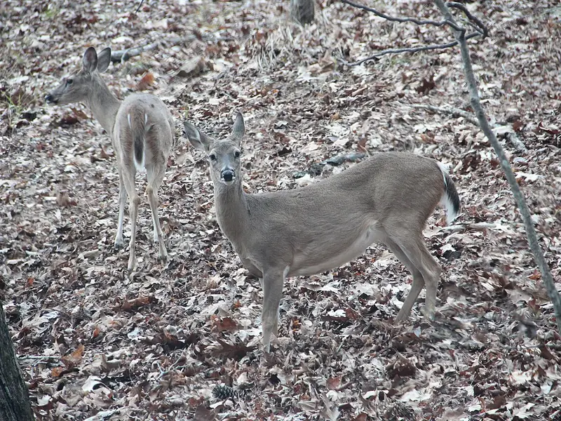 White-tailed deer among fallen leaves at Red Top Mountain State Park