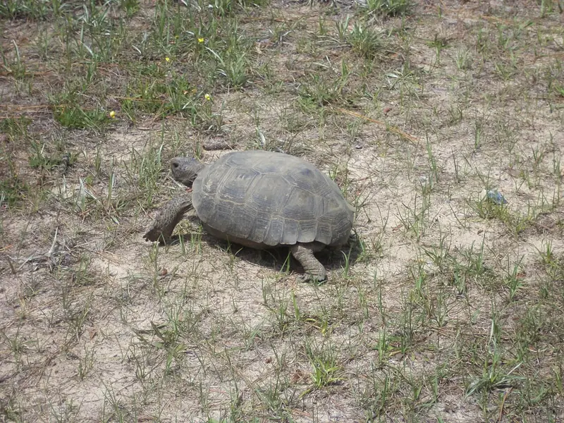 Gopher tortoise walking across sandy ground at Reed Bingham State Park
