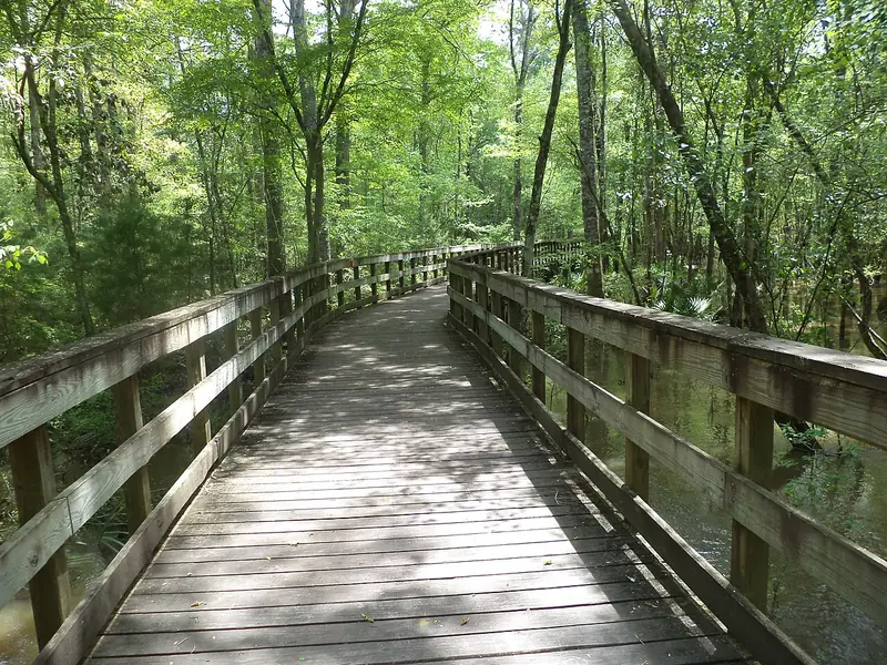 Wooden boardwalk through swamp forest on the Little River Trail at Reed Bingham State Park