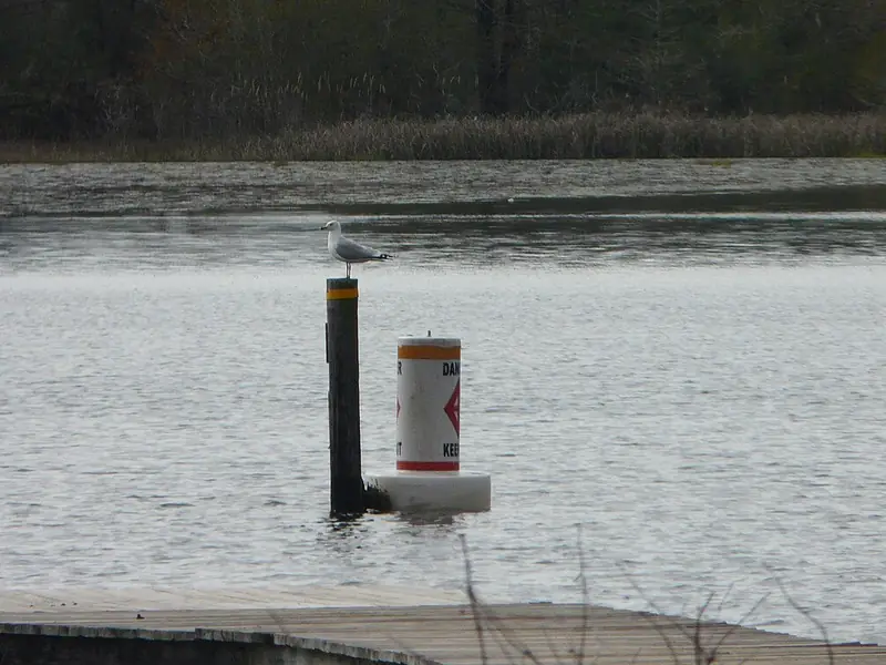 Ring-billed gull on a post over Lake Seminole