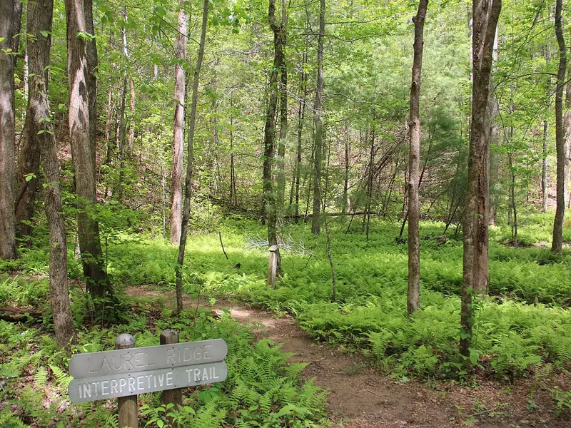 Interpretive trail winding through the woods on the Laurel Ridge Trail at Smithgall Woods