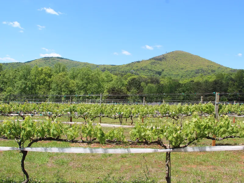 Rows of young grapevines at Sharp Mountain Vineyards with Sharp Mountain behind