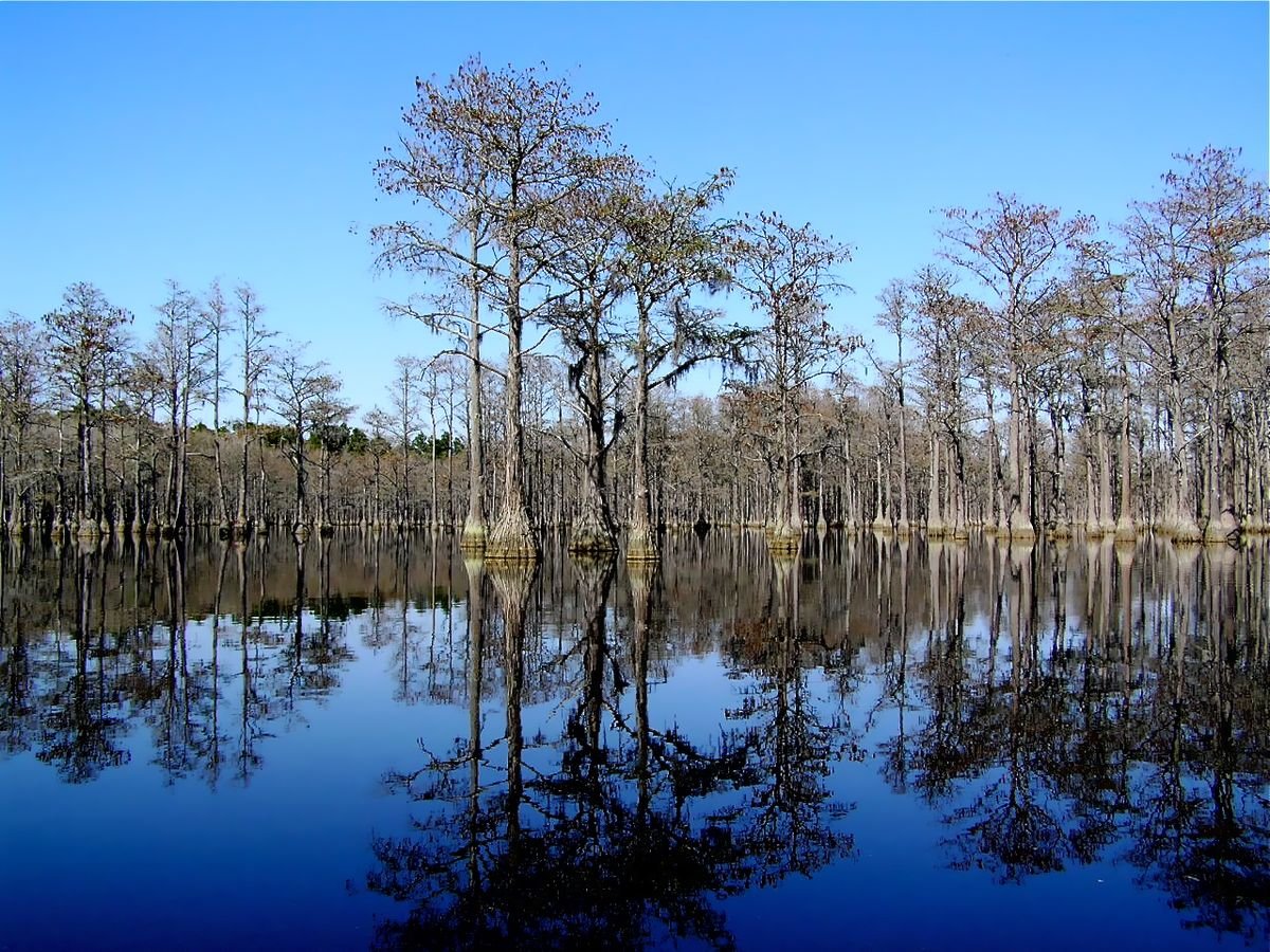 Cypress trees reflected in the still millpond at George L. Smith State Park