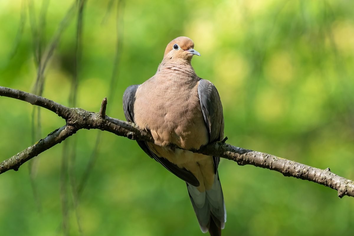 A mourning dove perched on a branch