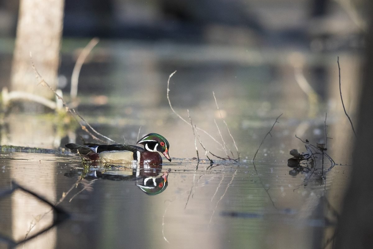 A drake wood duck swimming in a wooded wetland