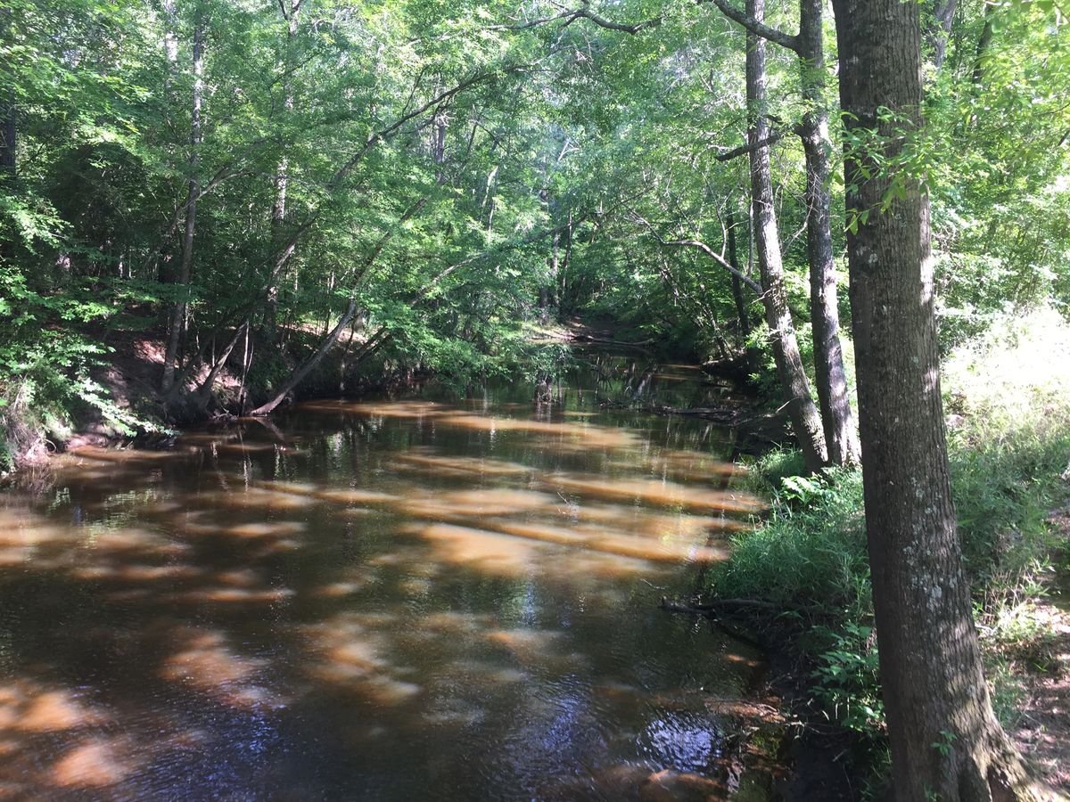 The Little Ogeechee River winding through the woods at Hamburg State Park