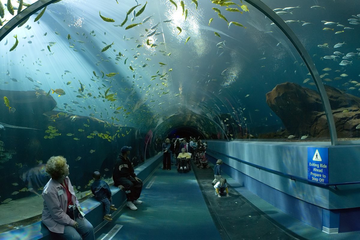 Visitors walking through the underwater tunnel of the Ocean Voyager exhibit at the Georgia Aquarium as fish swim overhead