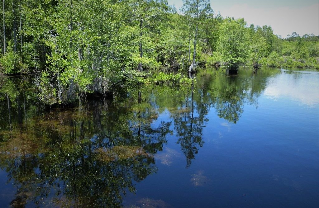 Cypress trees reflected in calm blue water at Laura S. Walker State Park