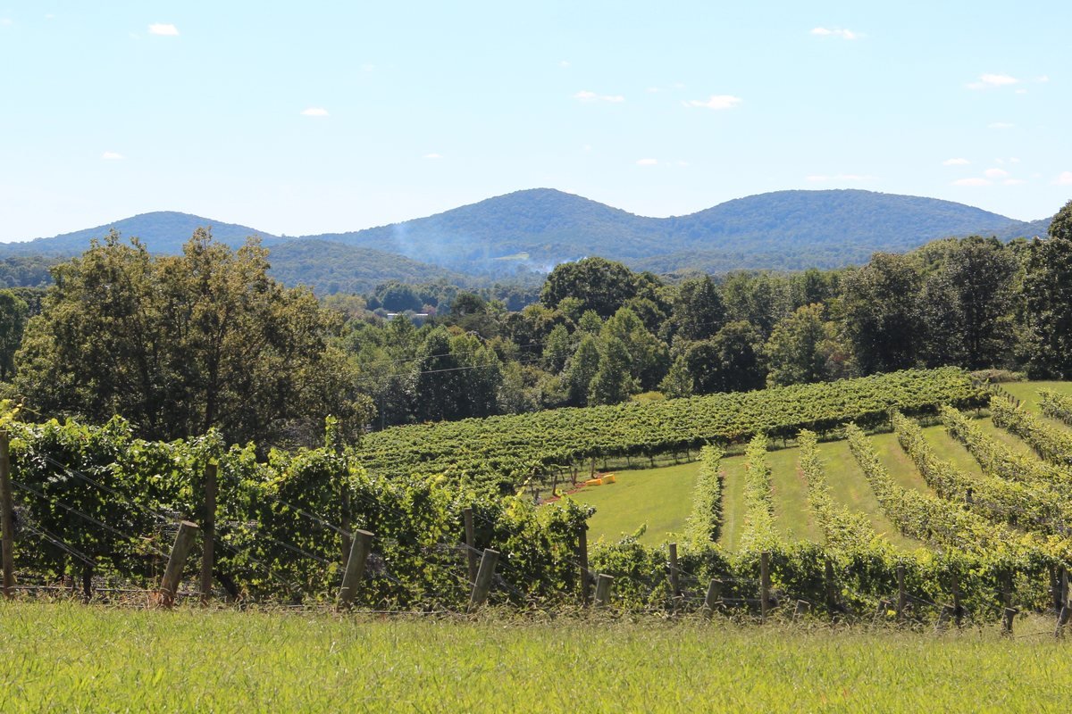 Rows of grapevines with the Three Sisters peaks of Lumpkin County rising behind