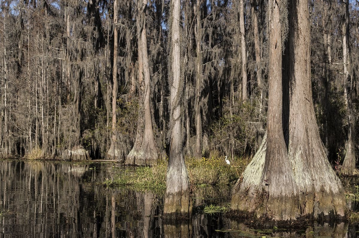 Cypress trees and dark water inside the Okefenokee Swamp