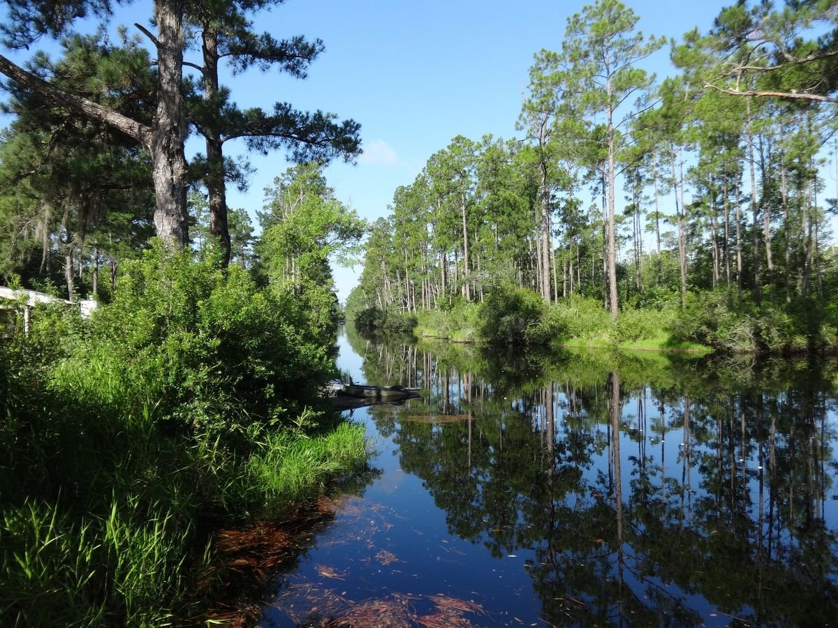 The Suwannee Canal lined with pines and cypress at the Okefenokee refuge
