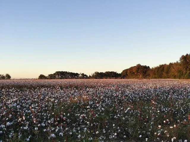 Cotton field in south Georgia