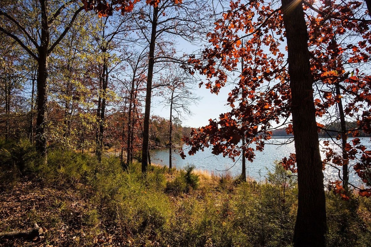 Fall color along the shoreline of Richard B. Russell Lake