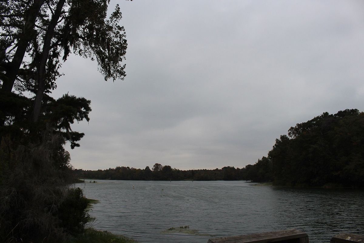Cypress trees draped in Spanish moss along Lake Seminole