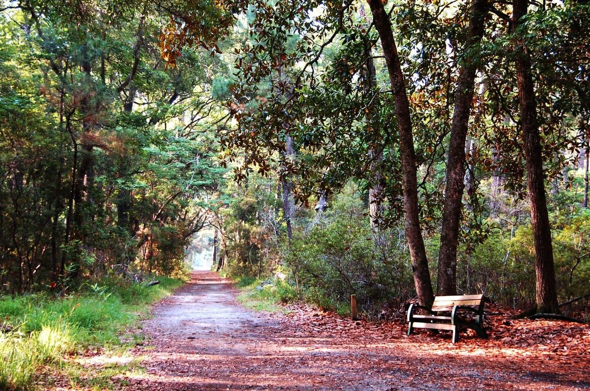 Shaded maritime forest trail with a bench at Skidaway Island State Park