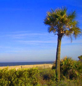Palm Tree at Georgia Coast