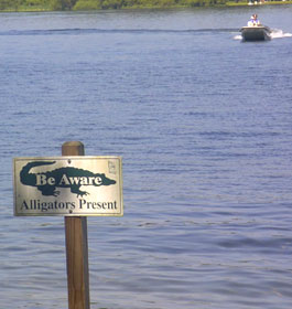 Alligators in GA lake