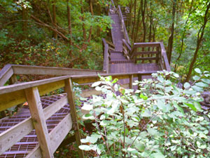 Anna Ruby Falls Waterfalls