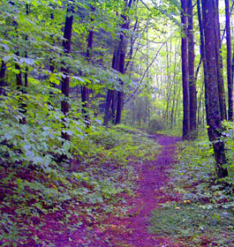 Forest hiking trail