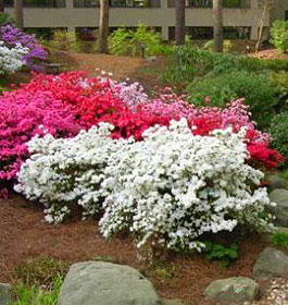 Atlanta History Center Gardens