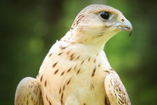 Bird of Prey Shows at Banning Mills