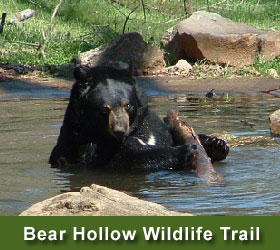 Bear at Bear Hollow Wildlife Trail