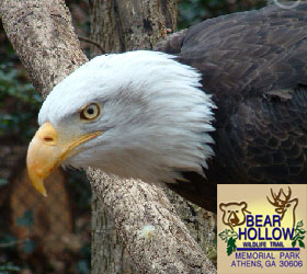 Eagle at Bear Hollow Wildlife Trail