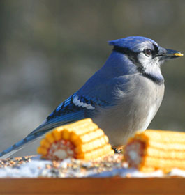 Blue Jay Bird