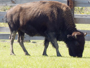 Buffalo Ranch at Georgia coast