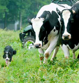 Cows at Cagels Farm