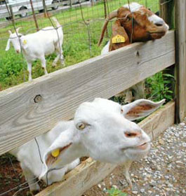Goats at Cagels Farm
