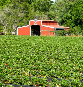 Calhoun Produce