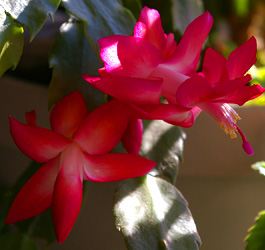 Christmas Cactus Flowers