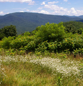 Mountain scenery at Cohutta Overlook