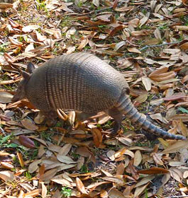 Aardvark at Cumberland Island