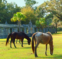 Wild Horses at Cumberland Island GA