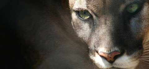 Cougar at Dauset Trails Nature Center