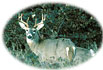 Whitetail Deer