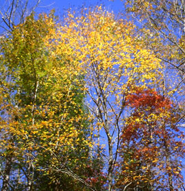 Colorful trees at Desoto Falls