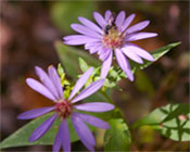 DeSoto Falls Wildflowers