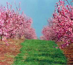 Flowered peach trees at Dickie Farms