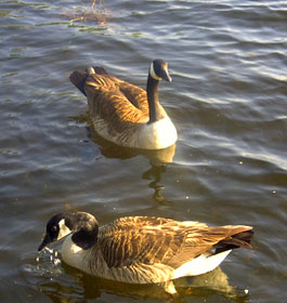 Ducks in GA lake