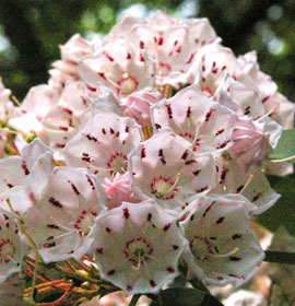 Beautiful flowers at Dukes Creek Falls