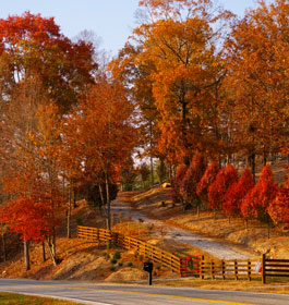 Brilliant Roadside Colors in GA