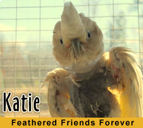 Katie the Parrot at Feathered Friends Parrot Rescue