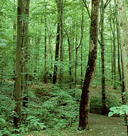 Fernbank Science Center Forest