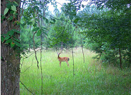 Outdoors at the Andalusia Farm