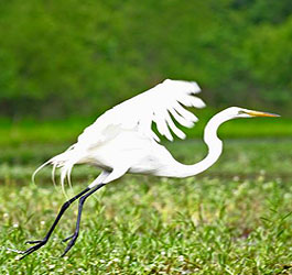 White Egret at Florence Marina State Park