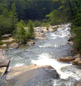 Fishing in forest