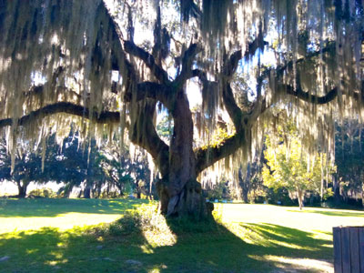 Tree at Fort King George Historic Site